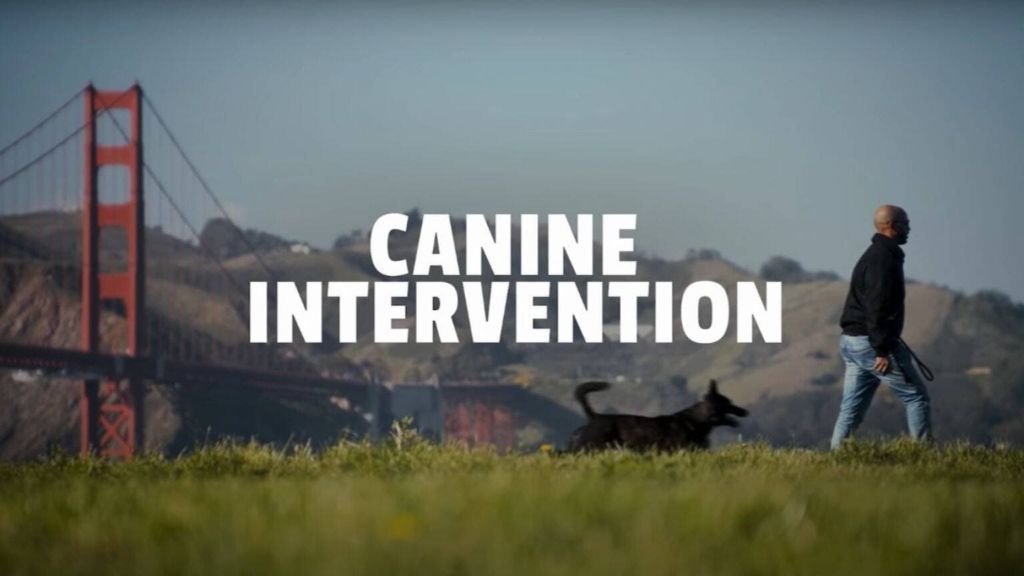 Image Canine Intervention