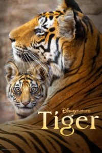 Poster Tiger