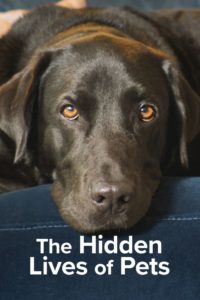 Poster The Hidden Lives of Pets