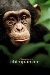 Poster Chimpancés
