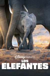 Poster Elephant