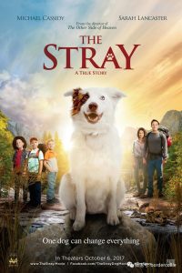 Poster The Stray